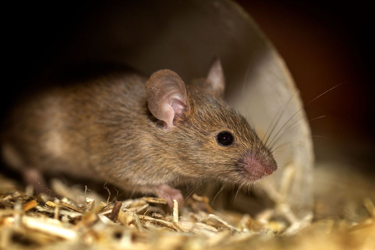 Hausmaus in Nahaufnahme