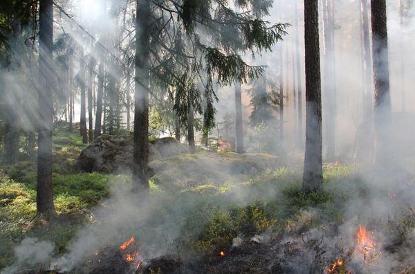 Hitzewelle & Waldbrand: So bereitest du dich in Österreich vor
